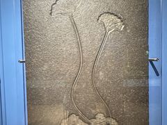 -正佳自然科学博物馆