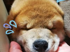 -逗柴咖啡屋·狗咖猫咖宠物桌游