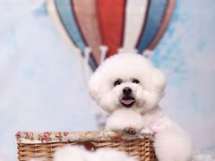 -乐琪宠物(青塔西路店)