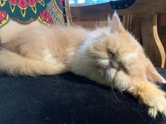 -more than meow吴止猫主题餐厅(承德 中船汇店)