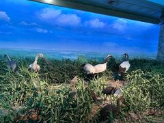 -大连自然博物馆