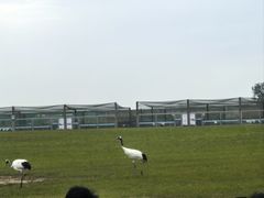 -盐城丹顶鹤湿地生态旅游区