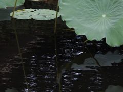 -荔湾湖公园