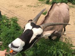 -大连森林动物园