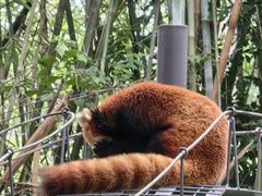 -深圳野生动物园