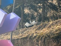 -青藏高原野生动物园