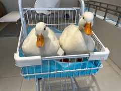 -怪兽屋·羊驼·猫咖·狗咖(俊华广场店)