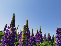 -径山花海