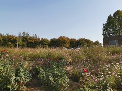 -大兴滨河森林公园