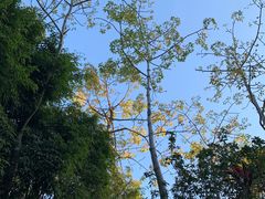 -深圳国际园林花卉博览园