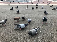 -加泰罗尼亚广场