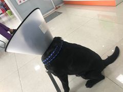 -瑞派福兴宠物医院犬猫全科·骨科·中西医结合(河东店)