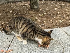 -四门塔风景区