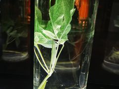 -广东中医药博物馆