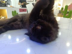 -喵园·猫主题咖啡厅·撸猫·猫咖(国贸店)