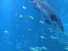 -太平洋海底世界