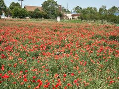 -祥源·阜阳生态乐园