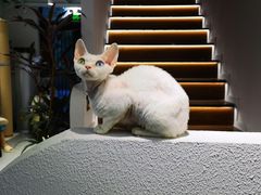 -琪喵猫屋·撸猫猫咖·猫舍