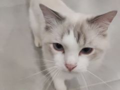 -有喵·猫咖·狗咖·30几只猫10只小狗(岗厦店)