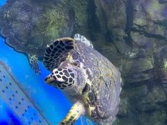 -太平洋海底世界