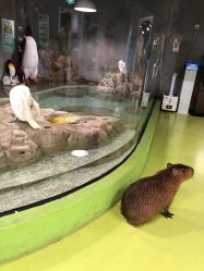 -七巧国萌宠乐园(龙湖天街店)