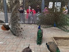 -长白岛森林公园