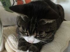 -海边的猫和咖啡馆
