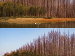 -黄海国家森林公园