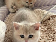 -猫十亿·布偶金渐层·曼基康矮脚猫舍(青年路店)