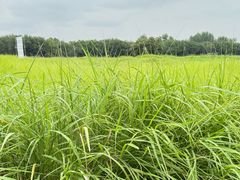 -汉长安城未央宫国家考古遗址公园