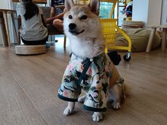 -南京Hallo宠物乐园·哈罗犬舍·柴犬繁育基地
