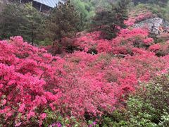 -木兰云雾山
