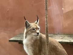 -青藏高原野生动物园