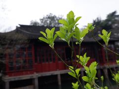 -拙政园