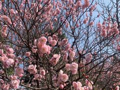 -梅花山(明孝陵内)