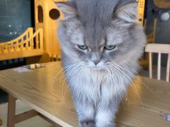 -豆逗聊愈猫阁Easy Life