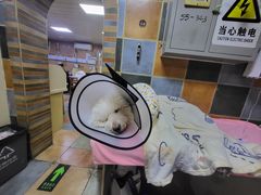 -北京佳信宠物医院