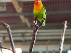 -上海大自然野生昆虫馆(东方明珠·爬宠昆虫探索中心)