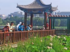 -莲花池公园