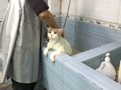 -小伙伴宠物医院·CT·骨科·眼科(高新店)