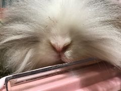-藦茜花园宠物主题亲子互动体验馆(国顺东路店)