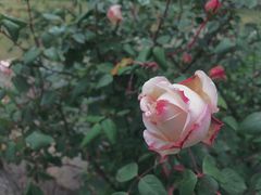 -鹅湖玫瑰文化园