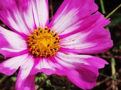 -紫海香堤香草艺术庄园