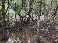 -东寨港红树林旅游区