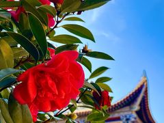 -正觉寺