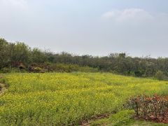 -盘龙城国家考古遗址公园