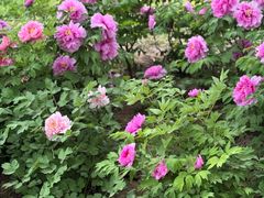-洛阳市隋唐城遗址植物园