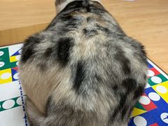 -猫和宫(六道口店)