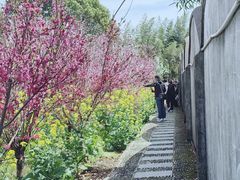 -南汇桃花村
