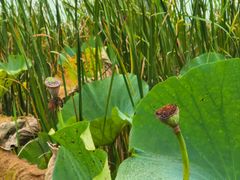 -洪湖生态旅游区